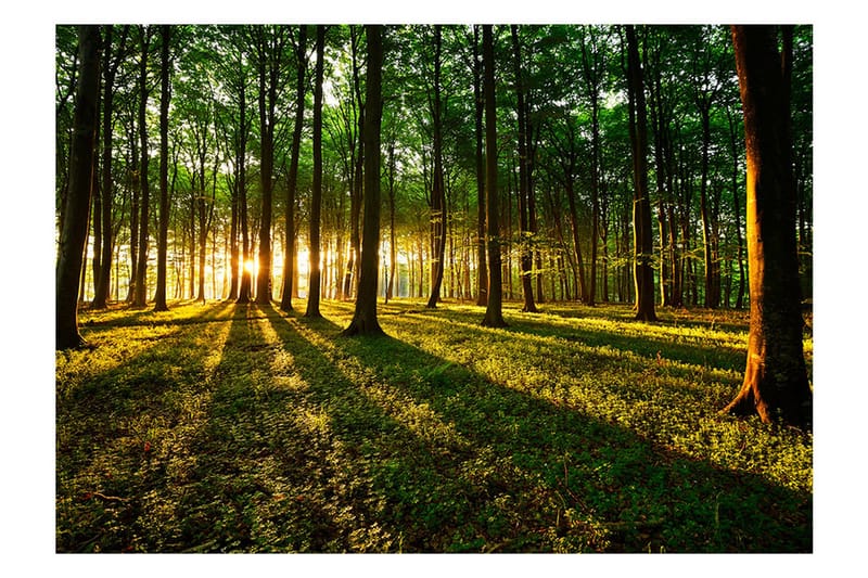 Fototapet Spring Morning In The Forest 350x245, Artgeist sp. z o. o.
