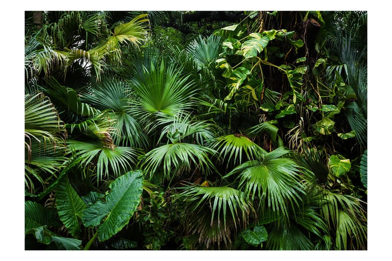 Fototapet Sunny Jungle 250x175, Artgeist sp. z o. o.