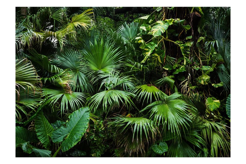 Fototapet Sunny Jungle 300x210, Artgeist sp. z o. o.