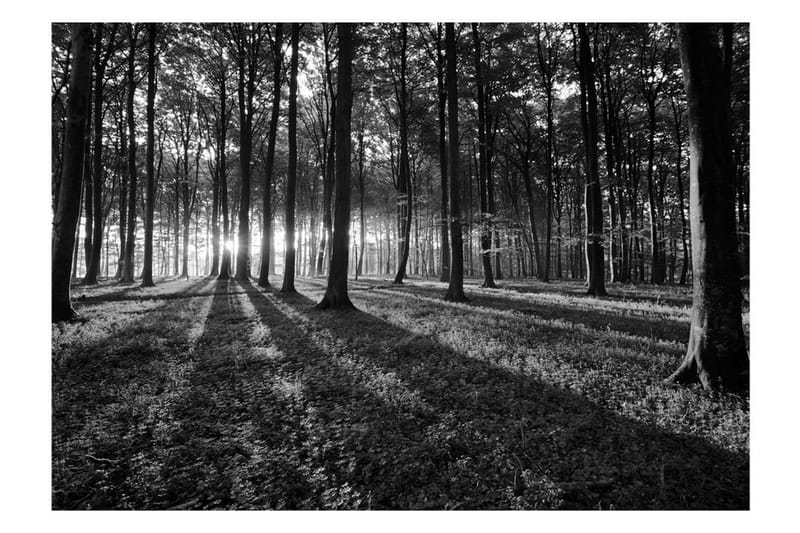 Fototapet The Light In The Forest 250x175 - Artgeist sp. z o. o. - Fototapeter