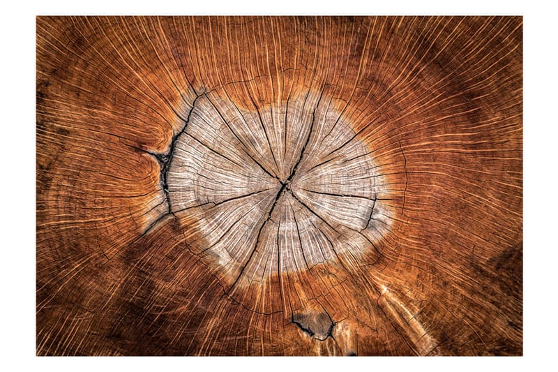 Fototapet The Soul Of A Tree 100x70 - Artgeist sp. z o. o. - Boligtilbehør - Vægdekoration - Tapeter - Fototapeter