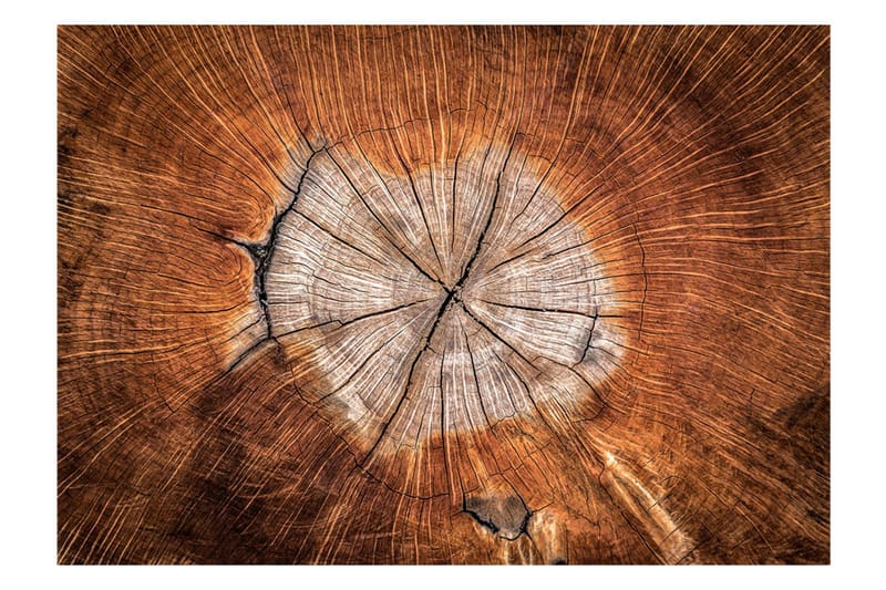 Fototapet The Soul Of A Tree 250x175 - Artgeist sp. z o. o. - Boligtilbehør - Vægdekoration - Tapeter - Fototapeter