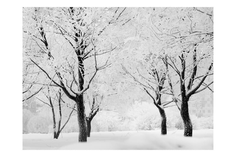 Fototapet Træ Vinter Landskab 350x270 - Artgeist sp. z o. o. - Boligtilbehør - Vægdekoration - Tapeter - Fototapeter