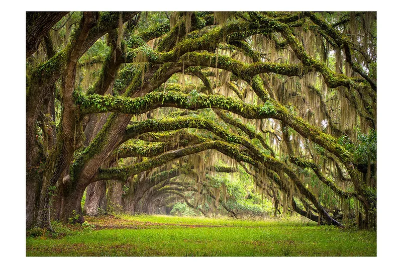 Fototapet Tree Embrace 300x210, Artgeist sp. z o. o.