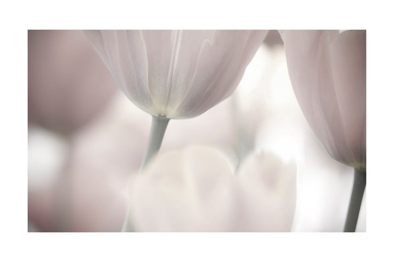 Fototapet Tulips Fine Art Black And White 450x270 - Artgeist sp. z o. o. - Boligtilbehør - Vægdekoration - Tapeter - Fototapeter