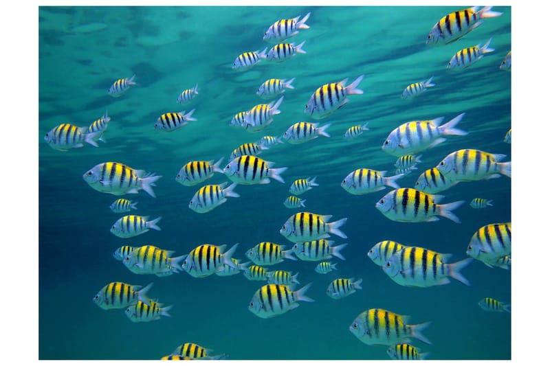 Fototapet Undervands Landskab Karibien 400x309, Artgeist sp. z o. o.