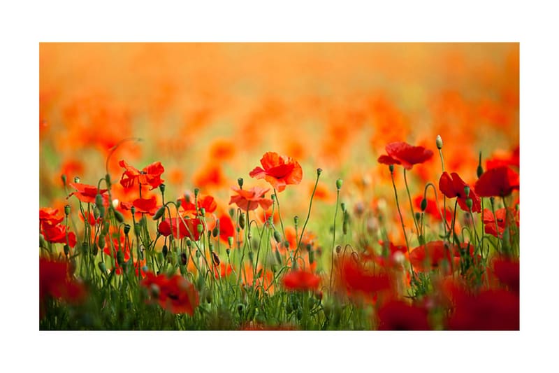 Fototapet Valmuer Skinnende Sommerdag 450x270, Artgeist sp. z o. o.