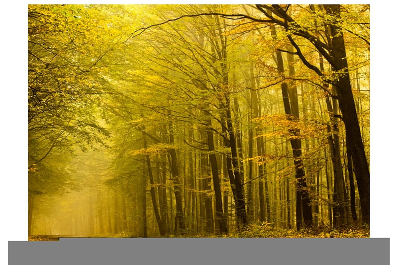 Fototapet Vej Efterår Skoven 400x309, Artgeist sp. z o. o.