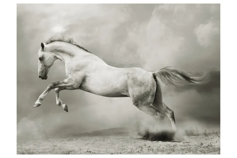 Fototapet Vild Hingst 250x193, Artgeist sp. z o. o.