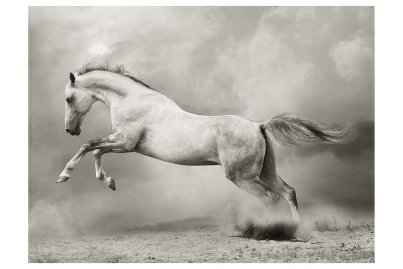 Fototapet Vild Hingst 350x270, Artgeist sp. z o. o.