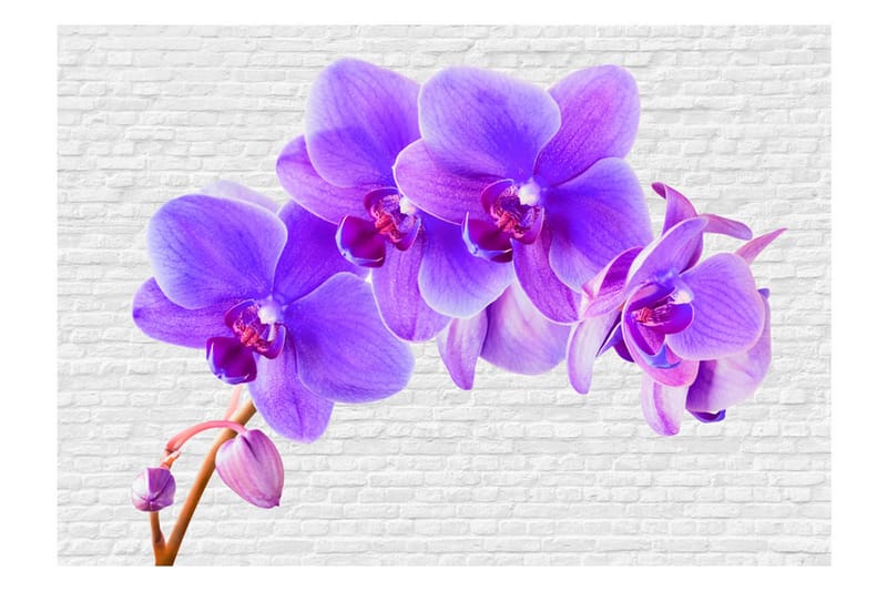 Fototapet Violet Excitation 200x140 - Artgeist sp. z o. o. - Boligtilbehør - Vægdekoration - Tapeter - Fototapeter