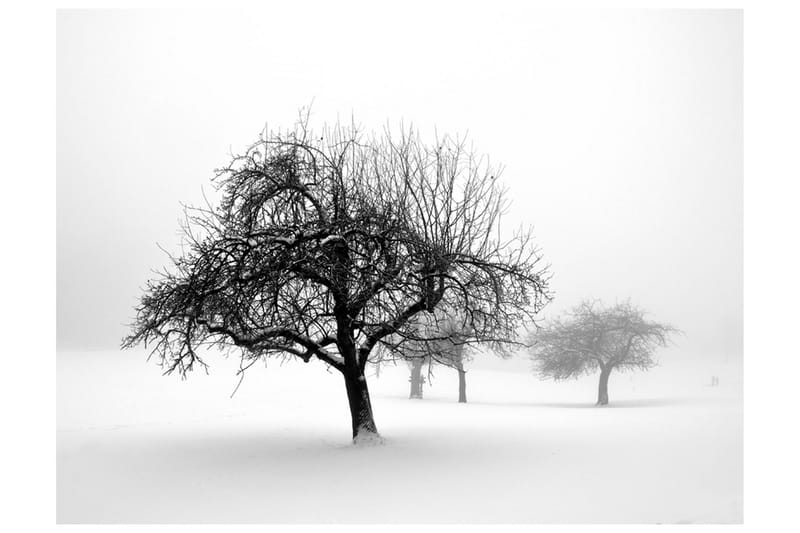 Fototapet Winter Trees 350x270, Artgeist sp. z o. o.