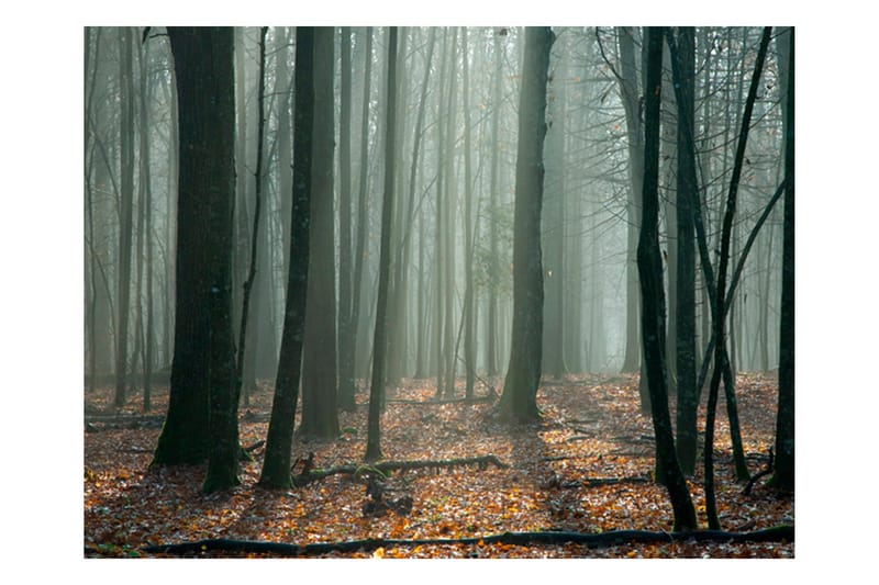 Fototapet Witches' Forest 350x270, Artgeist sp. z o. o.