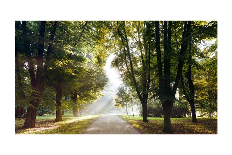 Fototapet XXL Morning Walk II 500x280 - Artgeist sp. z o. o. - Boligtilbehør - Vægdekoration - Tapeter - Fototapeter