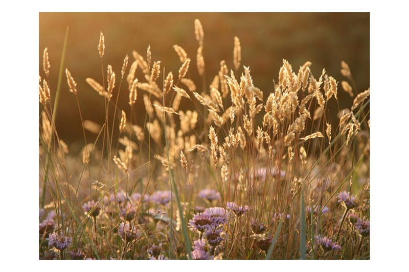 Vægmaleri Awakening Ceral Field 200x154, Artgeist sp. z o. o.