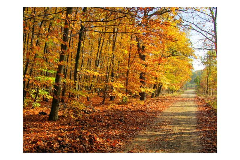 Vægmaleri Beech Forest 250x193, Artgeist sp. z o. o.