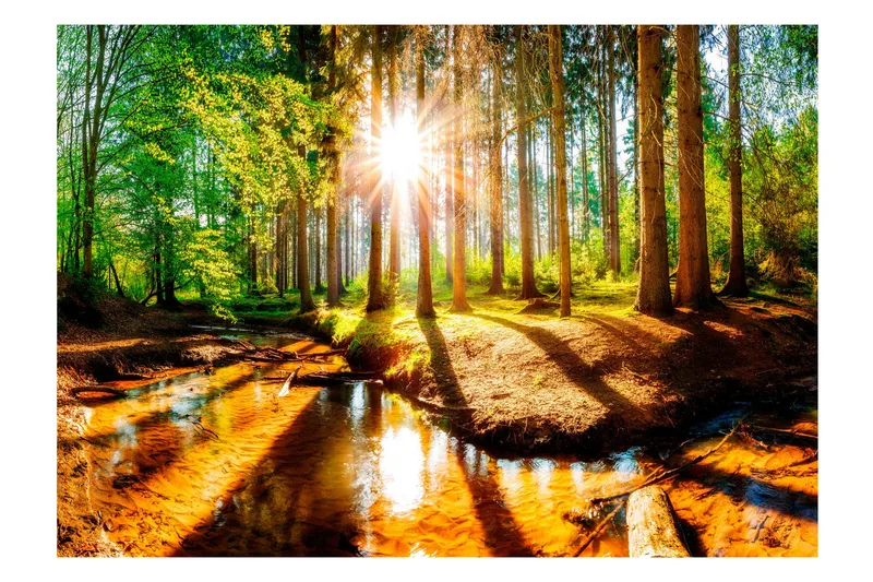 Vægmaleri Marvelous Forest 250x175 - Artgeist sp. z o. o. - Boligtilbehør - Vægdekoration - Tapeter - Fototapeter