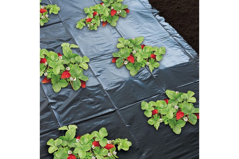 Nature dækningsmateriale til jordbær 1,4 x 20 m 6030231 - Sort - Bærnet - Plastiknet & havenet