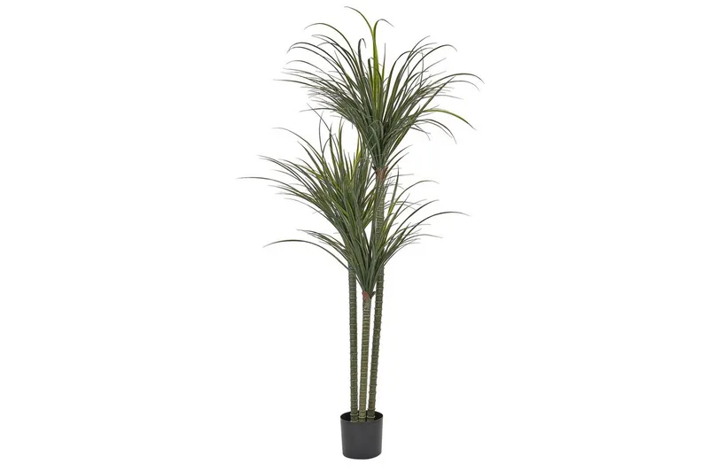 Konstgjord växt Beliani Dracaena Anita Green||Black, undefined