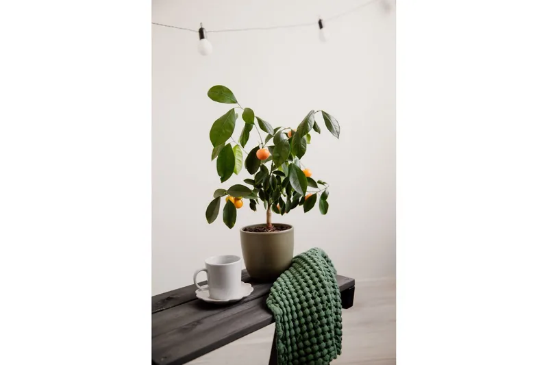 Hillerstorp EcoFurn Udebord Granny Fyr Oliet Sort - Sort - Havemøbler - Balkon - Balkonmøbler - Altanborde