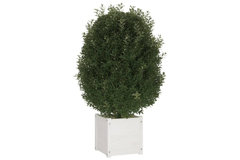 plantekasser 2 stk. 40x40x40 cm massivt fyrretræ hvid - Hvid - Blomsterkasser - Havekrukker