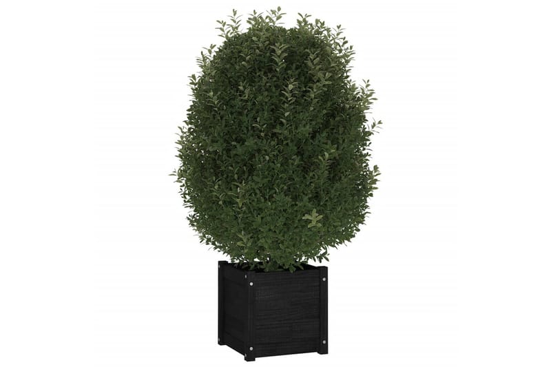 plantekasser 2 stk. 40x40x40 cm massivt fyrretræ sort - Sort - Blomsterkasser - Havekrukker