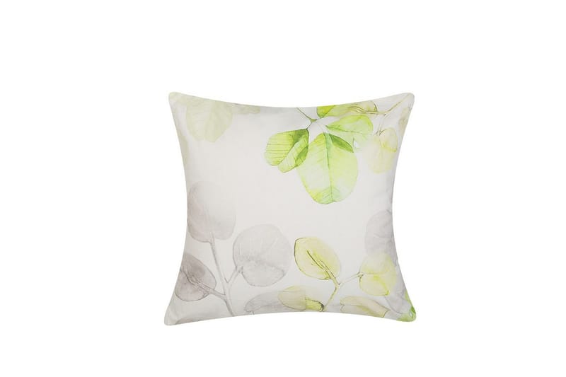 Pyntepuder Peperomia, undefined